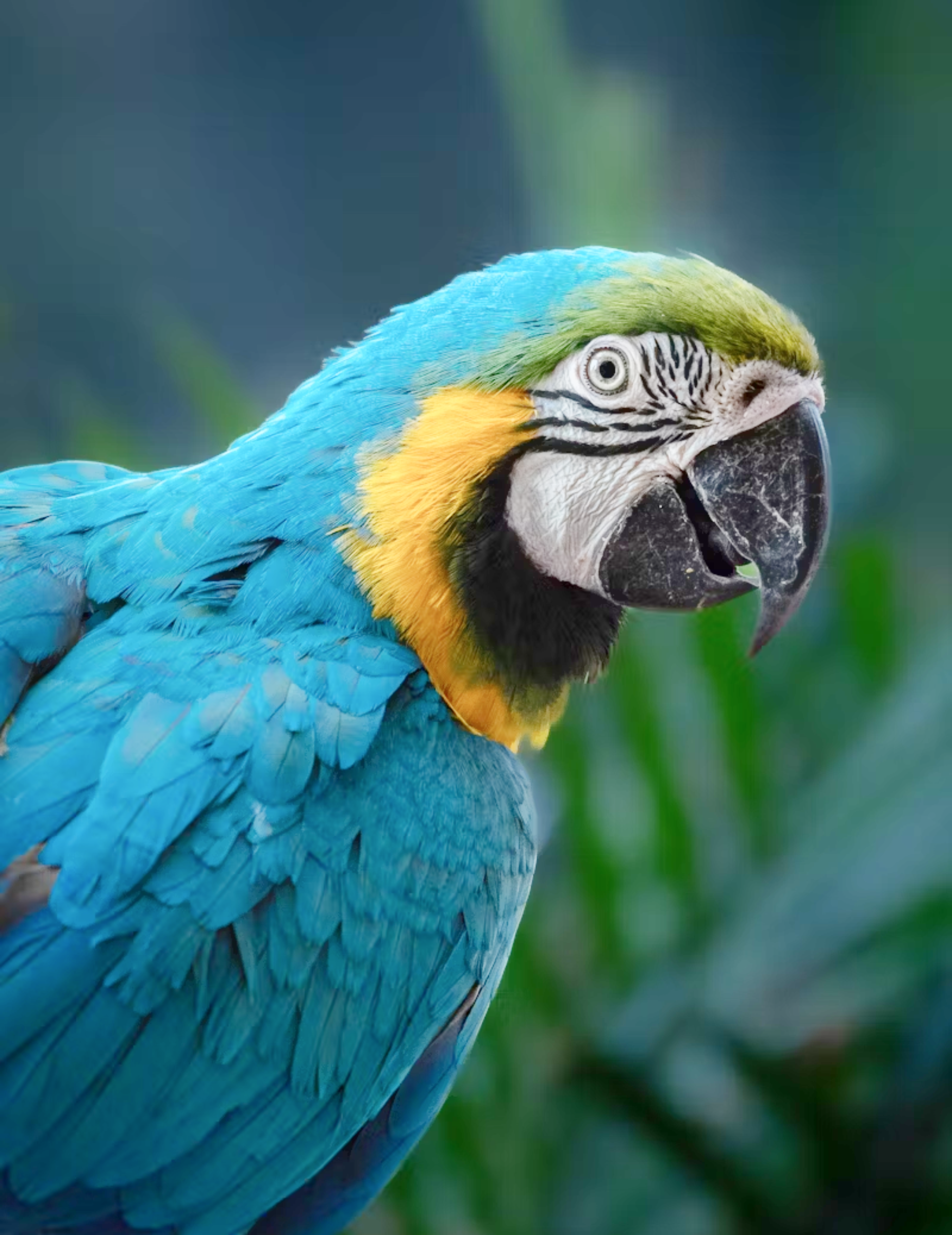 Generated parrot images